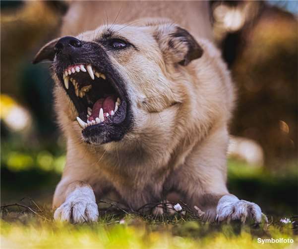 Gefährliche Hundebisse: Verletzte durch Hunde nehmen zu Quelle: LKA Rheinland-Pfalz