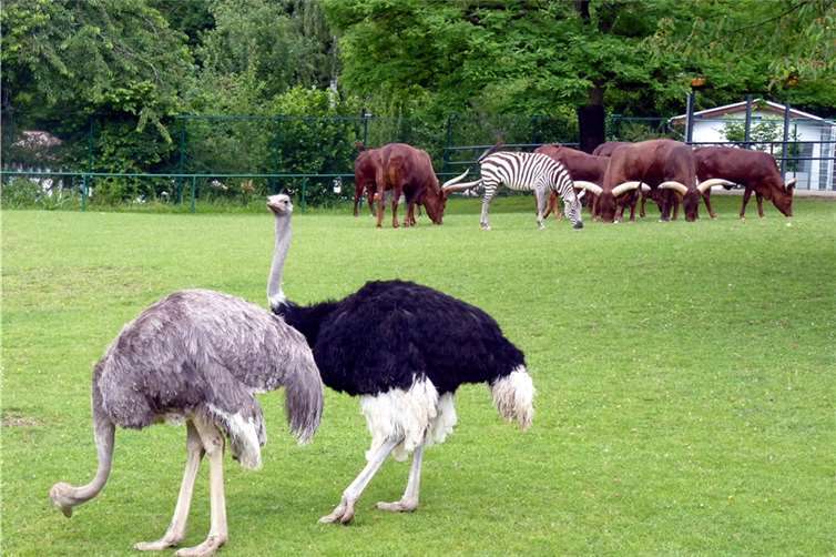  Stände und Mitmachaktionen informieren kleine und große Besucher an verschiedenen Stationen im Zoo. Zoo Neuwied