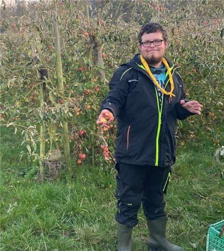 ... die Meute Lynx sammelte in den Gärten zuhause Äpfel für ihr Apfeltaschenrezept.