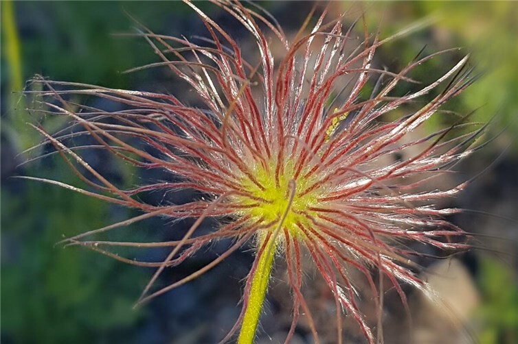 ... die nach der Blüte einen dekorativen Samenstand ausbilden.