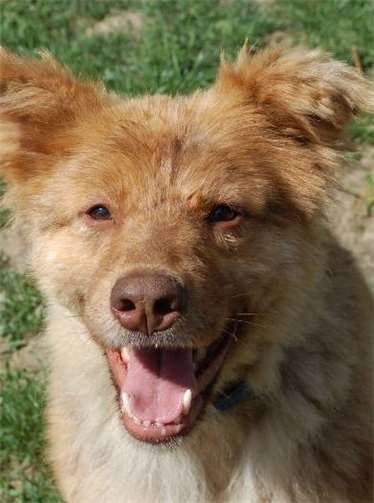 ... suchen ein neues zu Hause. privat