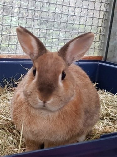 ... und der vierjährige Bandit.