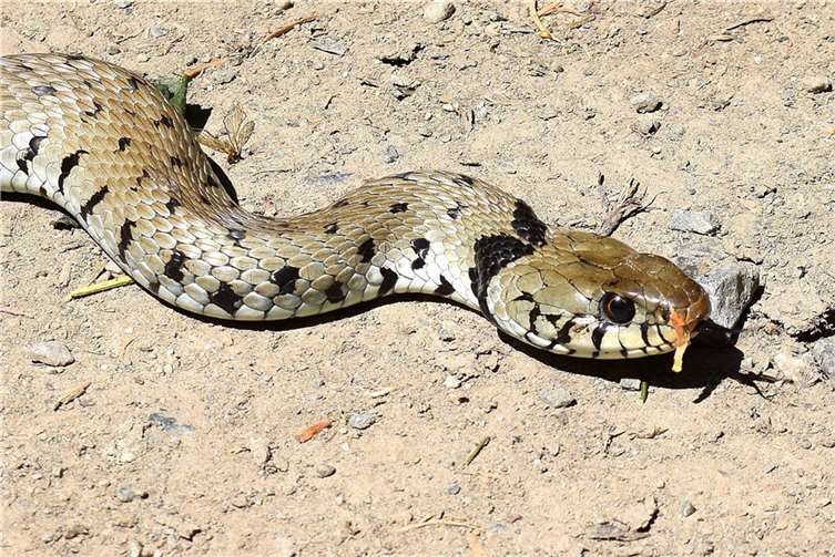 1. Platz: Ringelnatter. Foto: Arno Schmidt