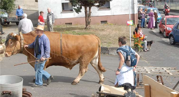 1.000-Kilo-Ochse Fritz beeindruckte die Besucher durchseine Gutmütigkeit. Geführt wurde er von Klaus Krobb.