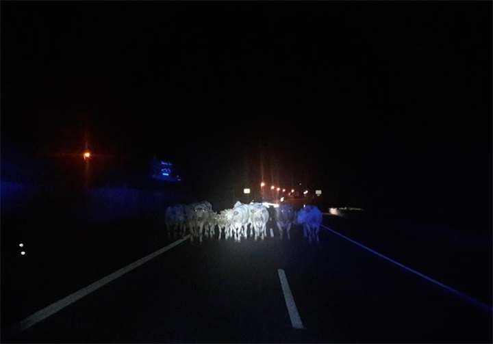 11 km entfedrnt von ihrem Heimatstall konnten die Rinder wieder eingefangen werden. Polizeipräsidium Koblenz