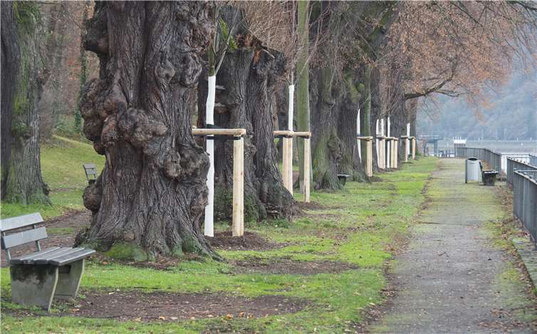 13 Winterlinden wurden imBereich der Grünanlage „Mendelssohnpark–Ufer“ gepflanzt.