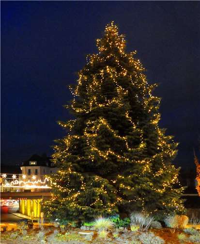 14 Meter hoch und 2,3 Tonnen schwer ist die schöne Nordmanntanne, die den Johannesplatzkreisel ziert.Stadt Andernach/Maurer