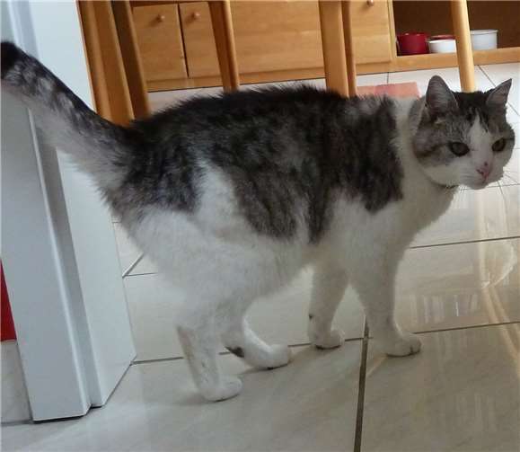 14-jähriger Senior namens Balu in liebevolle Hände abzugeben. Privat