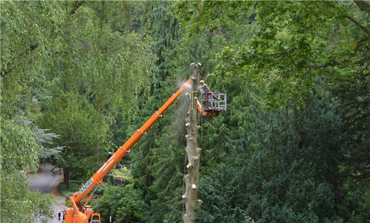 149 Bäume muss der Eigenbetrieb Grünflächen- und Bestattungswesen in diesem Herbst fällen. Einige Bäume, wie eine Blutbuche auf dem Hauptfriedhof, wurden bereits im Sommer entfernt, weil sie eine Gefahr darstellen.  Foto: Stadt Koblenz / Verena Groß