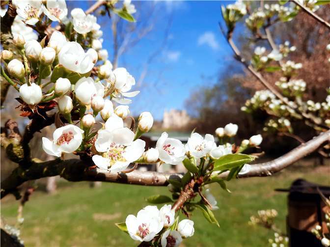 2. Platz: Obstblüte entlang des Rheinsteigesim Abschnitt Dattenberg .Fotografin: Kerstin Lehrach