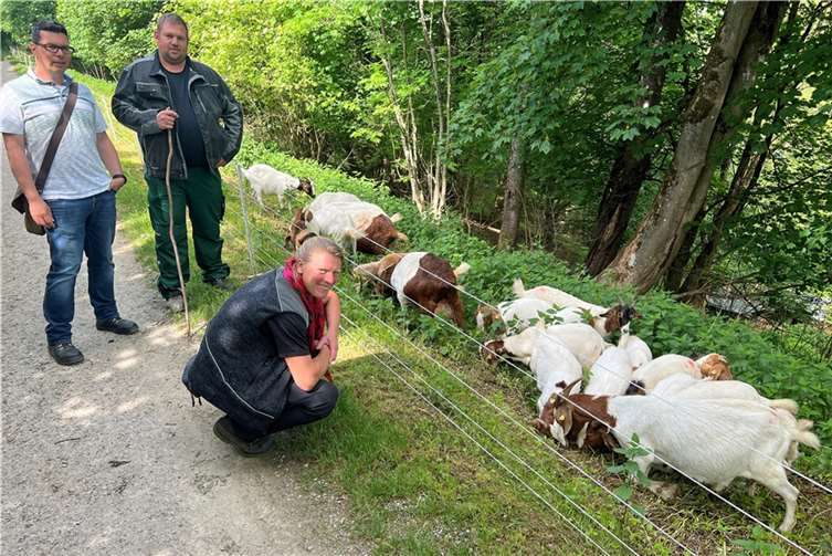 22 Burenziegen weiden derzeit auf dem Gelände unterhalb des Promenadenwegs in Montabaur. Diese naturverträgliche Pflege der Grünflächen ist Teil der Biodiversitätsstrategie der Stadt und VG Montabaur. Schäfer Florian Kaiser (hinten re.) sowie Markus Kuch und Alrun Uebing vom Sachgebiet Umwelt schauen regelmäßig nach dem Rechten.  Foto: VG Montabaur