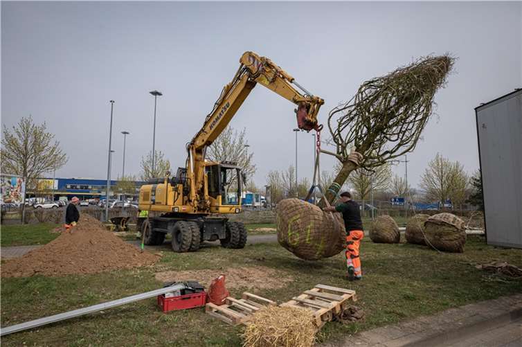 22, teilweise bis zu 35 Jahre alte und elf Meter hohe Bäume wurden in den vergangenen Tagen entlang der Straße „An der Römervilla“ im Norden von Koblenz gepflanzt, nachdem sie zuvor mit Sattelschleppern angeliefert wurden.  Foto: Stadt Koblenz/Egenolf
