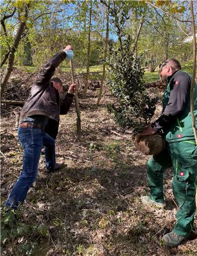 27 Stechpalmen pflanzte der Eigenbetrieb Grünflächen- und Bestattungswesen am Tag des Baumes. Sie sollen im Vogelschutzgehölz zu wertvollem Unterholz heranwachsen.Foto: Stadt Koblenz