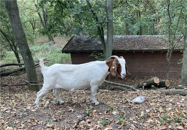 30 Ziegen halten den Wildwuchs an dem Hang der Festung Ehrenbreitstein in Schach. Achtlos weggeworfener Müll gefährdet jedoch ihre Gesundheit.Foto: Stadt Koblenz