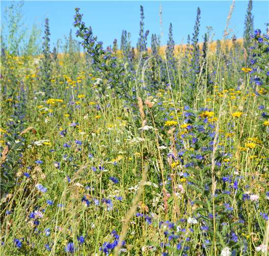 3000 qm Blühfläche zwischen Feldern, Wegen und Wiesen.