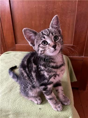 34 kleine Stubentiger suchen liebe Menschen.Foto: privat