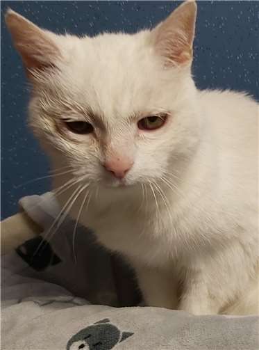 35 Katzen konnten gerettet werden.Quelle: Katzenschutzfreunde Rhein-Ahr-Eifel e.V.