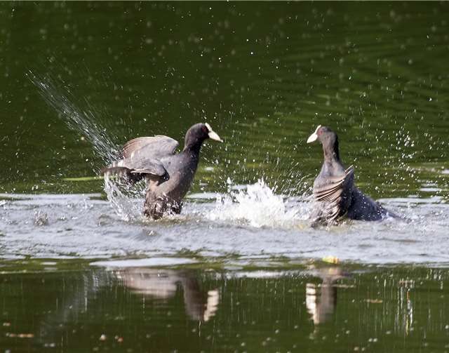 38 verschiedene Vogelarten konnten die Wanderer sehen.