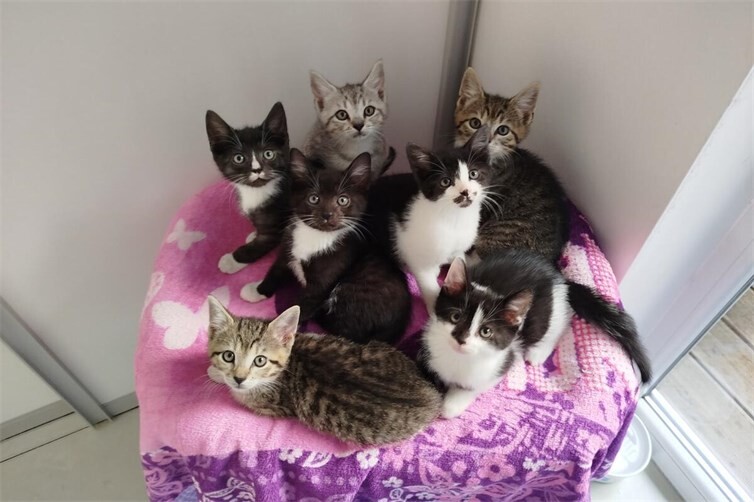 40 Katzen warten derzeit im Tierheim Andernach auf ein neues Zuhause. Es wird dringend Katzenstreu benötigt.