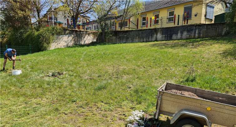 70 Pflanzen wurden von TV Mitgliedern für die Aktion vorgezogen.