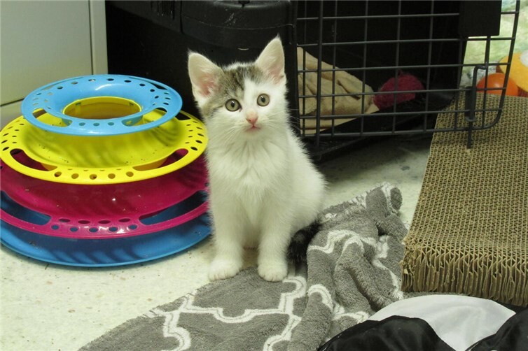 Aaliyah wird nur gemeinsam mit einem ihrer Geschwister vermittelt.Foto:Katzenhilfe Westerwal e.V.