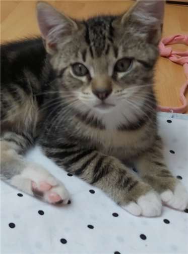 Ab einem Alter von zwölf Wochen können die Kleinen ins neue Zuhause einziehen.