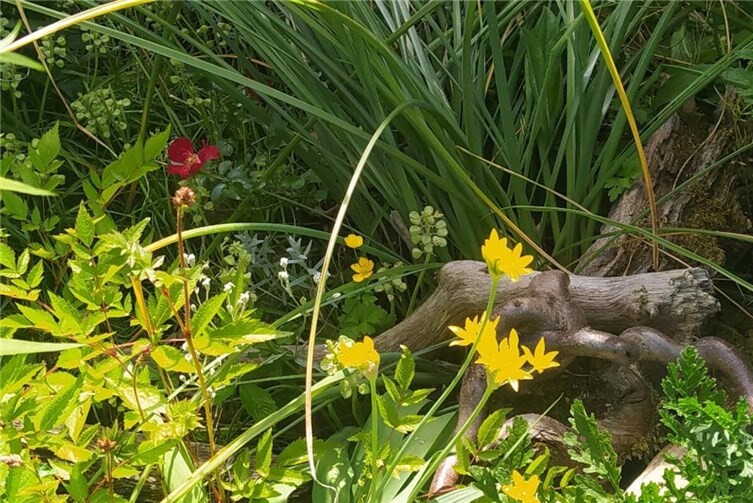 Ab jetzt bewerben für die Blumenschmuckprämierung 2026 in Remagen und allen Ortsteilen