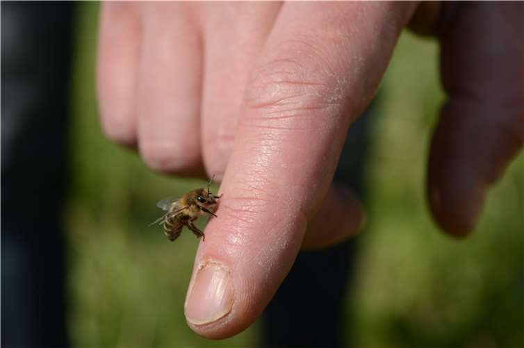 Ab jetzt ist sie eine Blick aktuell-Biene.