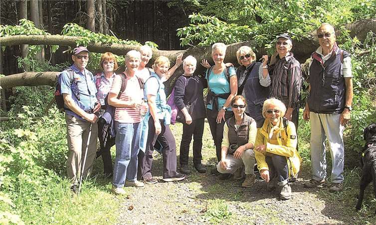 Abenteuerstrecke mit quer liegendem Baum.