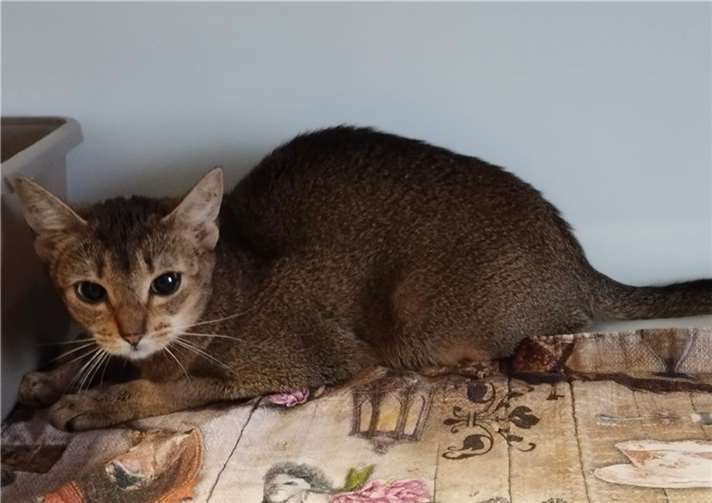 Abessinier Katzen sind sehr intelligent und möchten gefordert und gefördert werden.