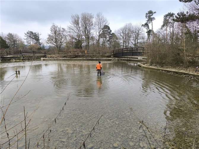 Abfischaktion in der Teichanlage. Ihr neues zu Hausen finden die Fische in der „Teichanlage Kern“, bestehend aus Raubfisch-, Insel- und Hausteich, welche kontinuierlich durch den Stelzenbach mit frischem Wasser gespeist werden.  Foto: Michael Hohn / Stadtverwaltung Lahnstein