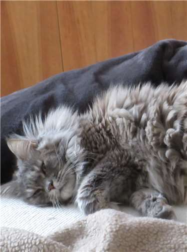 Wir brauchen mehr Pflegestellen Abgabekatze aus ungünstigen Haltungsbedingungen, dadurch chronisch krank und verhaltensgestört. Nach erfolgreicher ReHa auf unserer Pflegestelle darf sie jetzt für immer bleiben!