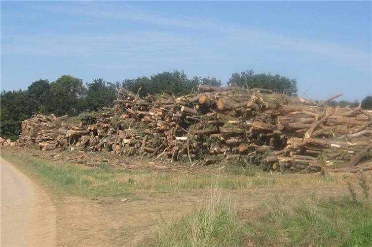 Abgeholzte Baumbestände aus dem Bachbett. Fotos: Scholz