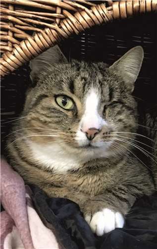 Abgesehen von seinem kleinen Handicap ist Sunny ein munterer Kater. privat