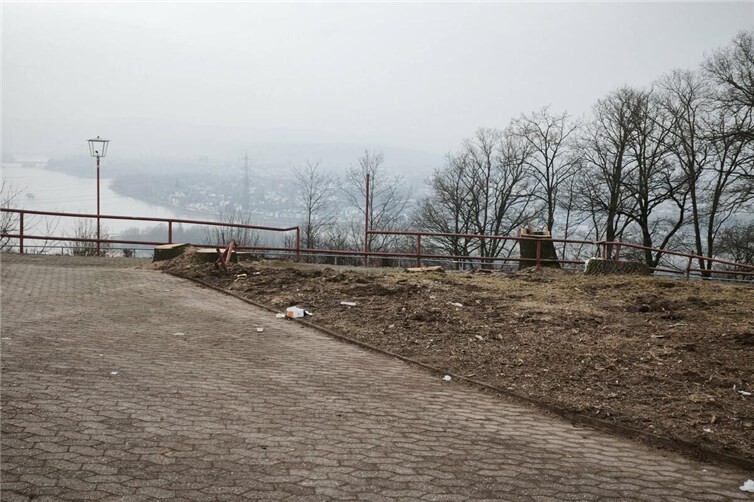 Abholzung auf der Kaiser-Friedrich-Höhe. Foto: Carmen Bohlender