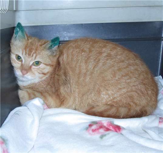 Abigail. Fotos: privat