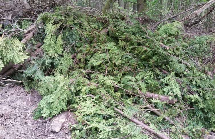 Ablagerung einer abgesägten Thuja-Hecke am Rand eines Waldweges in der Gemarkung Rodenbach bei Puderbach.Foto: Landesforsten Rheinland-Pfalz/Eckard Hoffmann