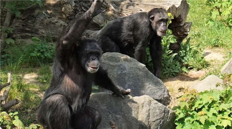 Abwechslung vom Corona-Alltag bietendie Zoobewohner, für die alles den gewohnten Gang nimmt.