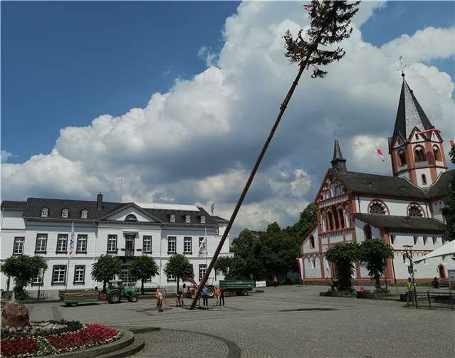 Achtung Baum fällt: Maibaumabbau bedeutet in Sinzig das „kontrollierte Abstürzen lassen“ des Mai-Symbols. Foto: BL