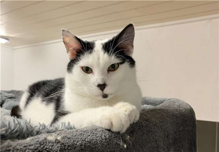 Addy. Foto:Tierheim u. Tierschutzvrein Kreis Ahrweiler e.V., Claus Kra