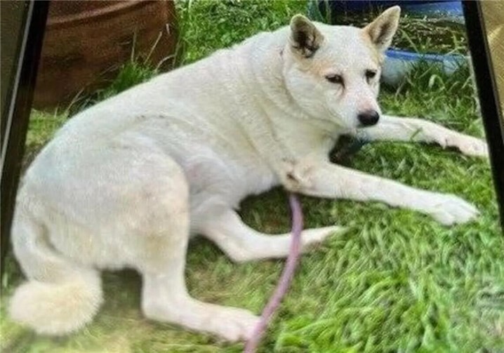 Adelaide wurde verängstigt im Wald gefunden. Foto: Polizeiinspektion Betzdorf