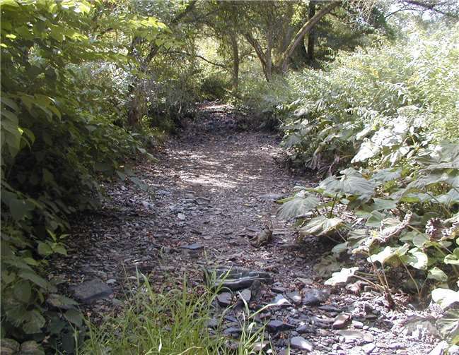 Adenauer Bach: Schon im Hitzesommer 2003 in einem Abschnitt im August trockengefallen.