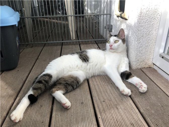 Adriano. Fotos: privat