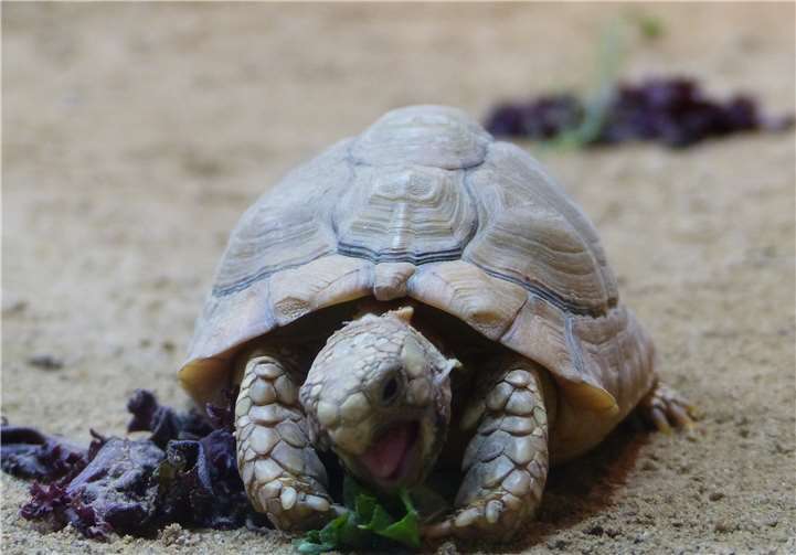 Ägyptische Landschildkröte.Foto: Zoo Neuwied