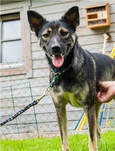 Agi, Tier der Woche im Tierheim Andernach.Privat
