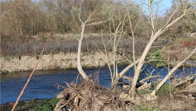 Ahr-Dynamik: Diese Weiden leben mittlerweile auf einer Insel. Foto: wite