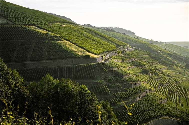 „AhrWeinWalk – Genuss im Weinberg“ startet am 26. Mai 2022. Foto: Ahrtal und Bad Neuenahr-Ahrweiler Marketing GmbH