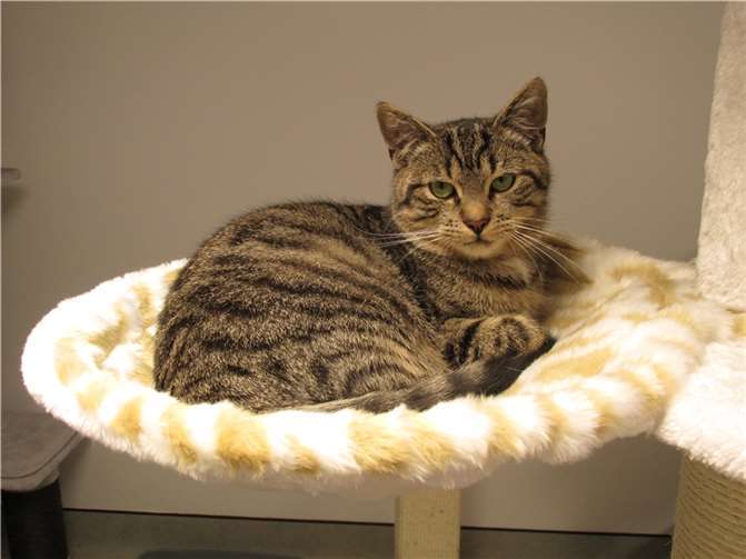 Akari  Fotos: Katzenhilfe Westerwald