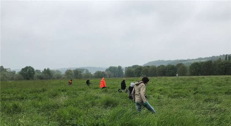 Aktion Kitzrettung in den Sinziger Ahrauen.