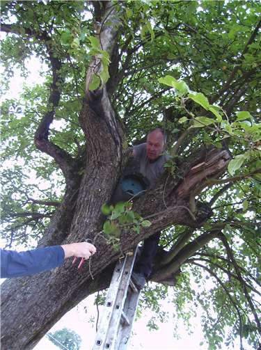 Aktive des NABU Rengsdorf befestigen eine Steinkauzröhre auf einer Streuobstwiesen in Giershofen. Foto: Isabelle Thomé